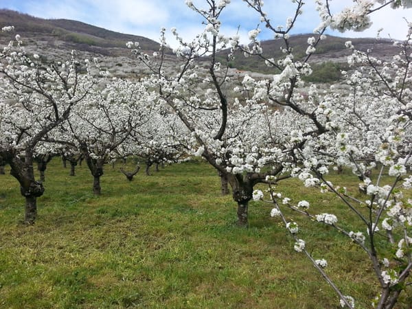 Guía práctica para disfrutar del cerezo en flor en el Valle del Jerte