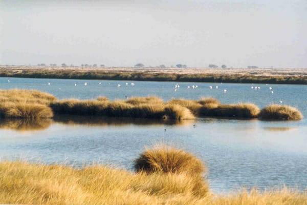 Los humedales más bonitos que puedes visitar en España