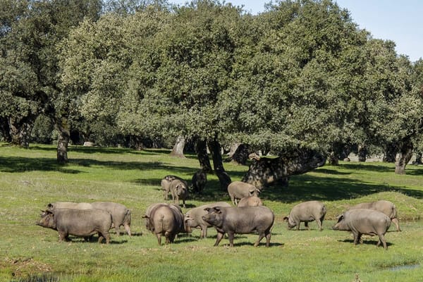 Ruta del jamón por la Sierra de Montánchez en Cáceres