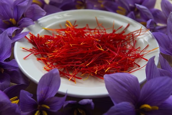 Azafrán, así se cultiva el oro rojo de La Mancha