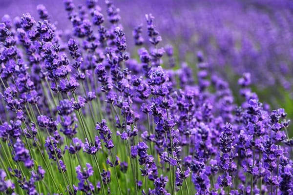 Visitando los campos de lavanda de Soria