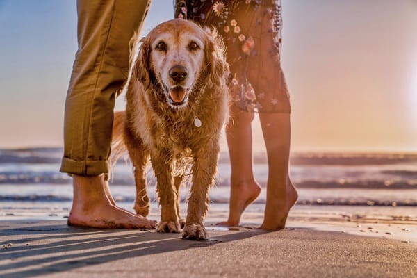 Las mejores playas para llevar a tu perro