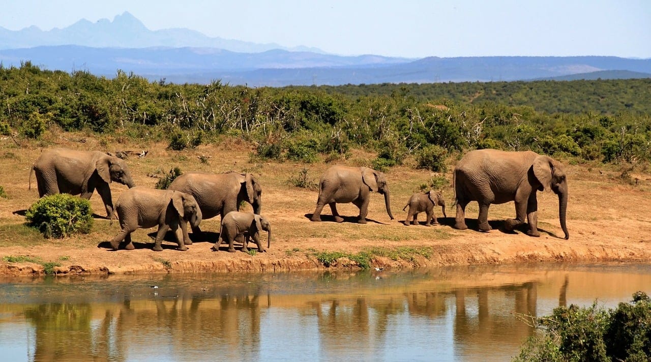 Un safari por Sudáfrica