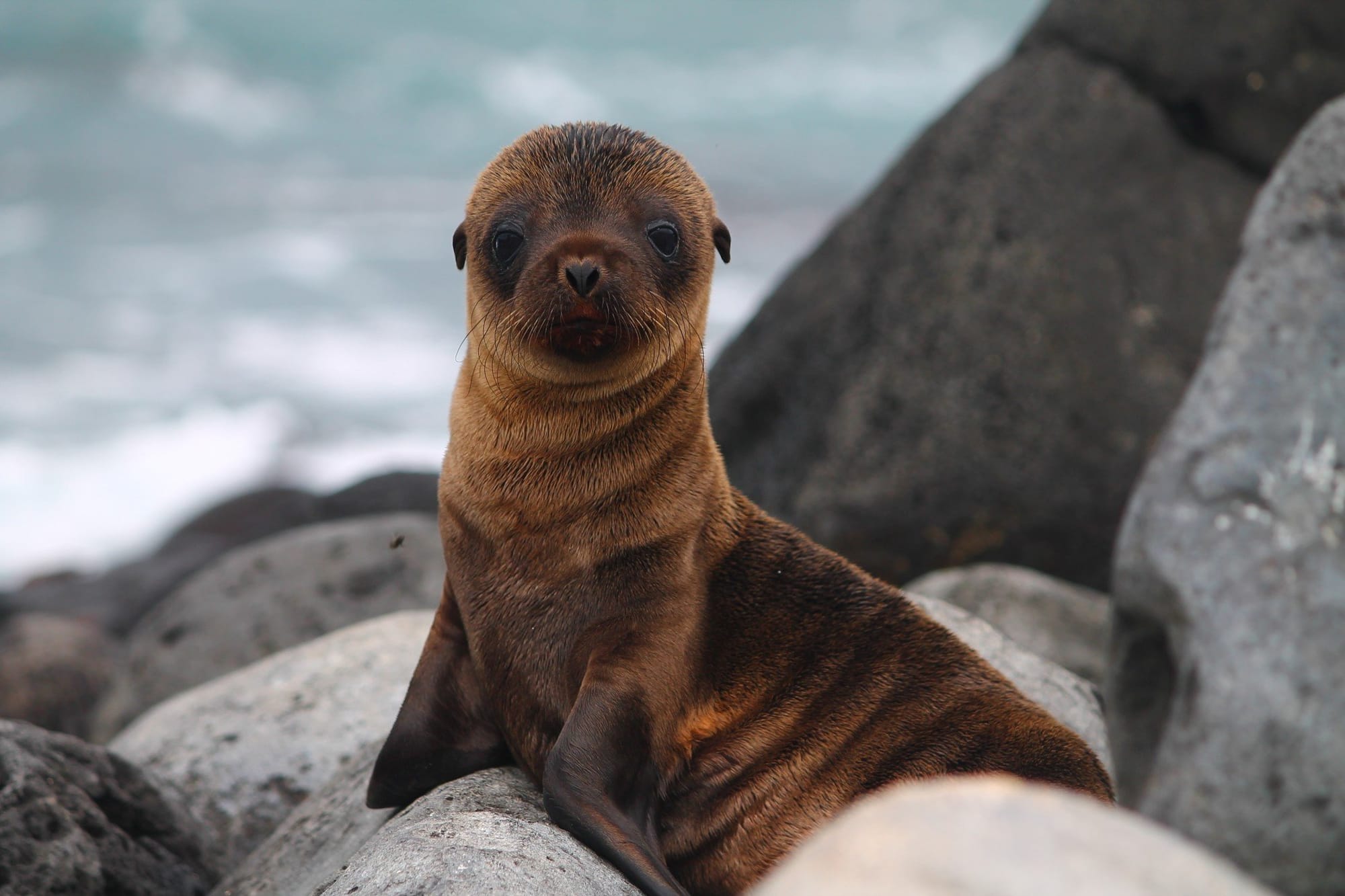 Islas Galapagos