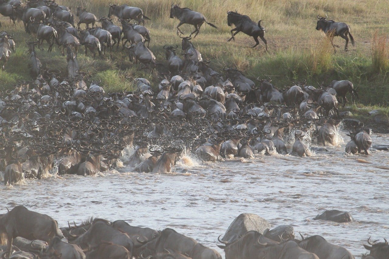 Gran Migración