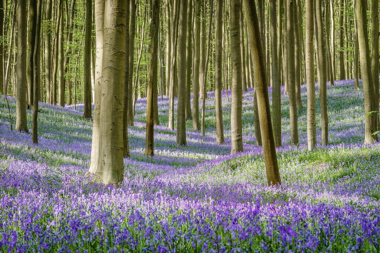 El Bosque Azul