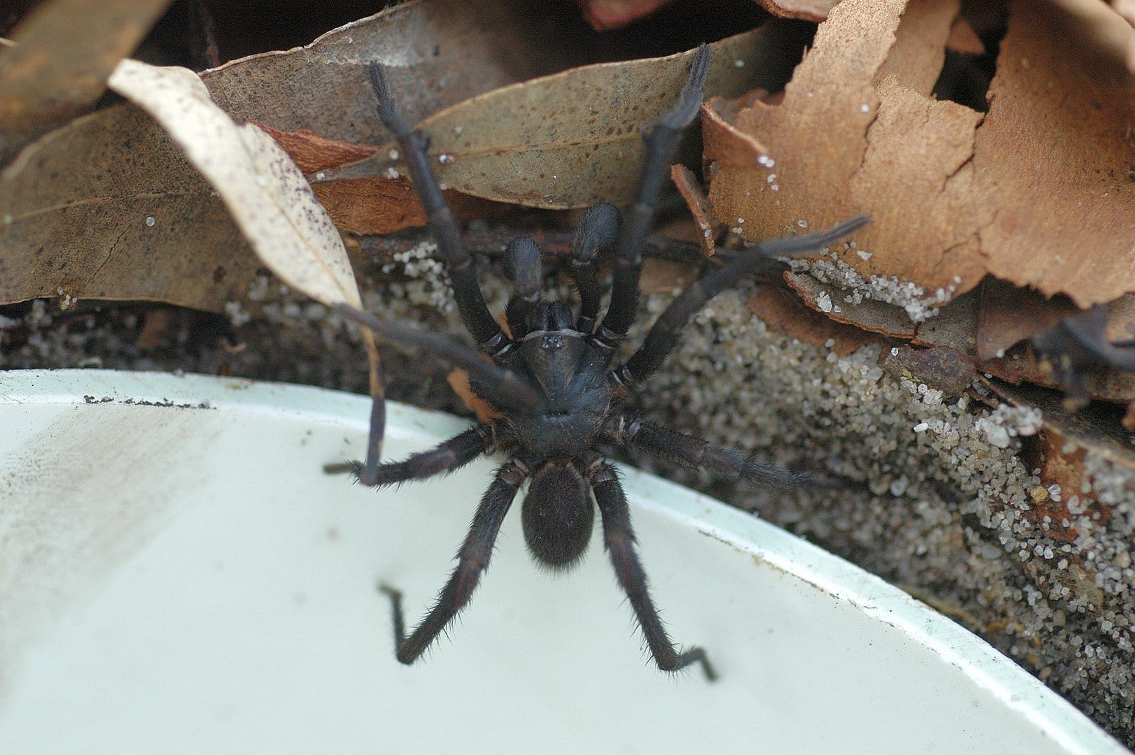 Araña de Sídney