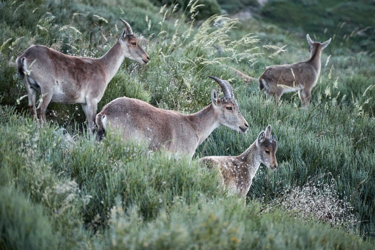 Parque Nacional de Guadarrama