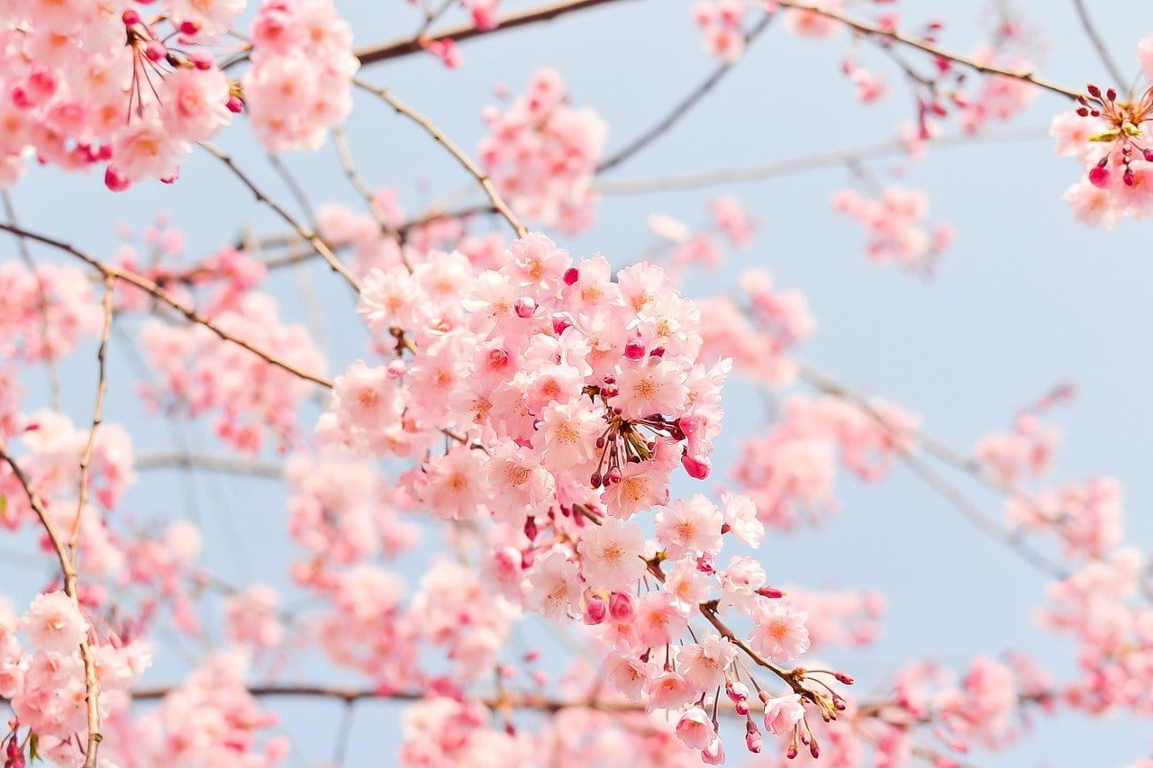 cerezos en primavera