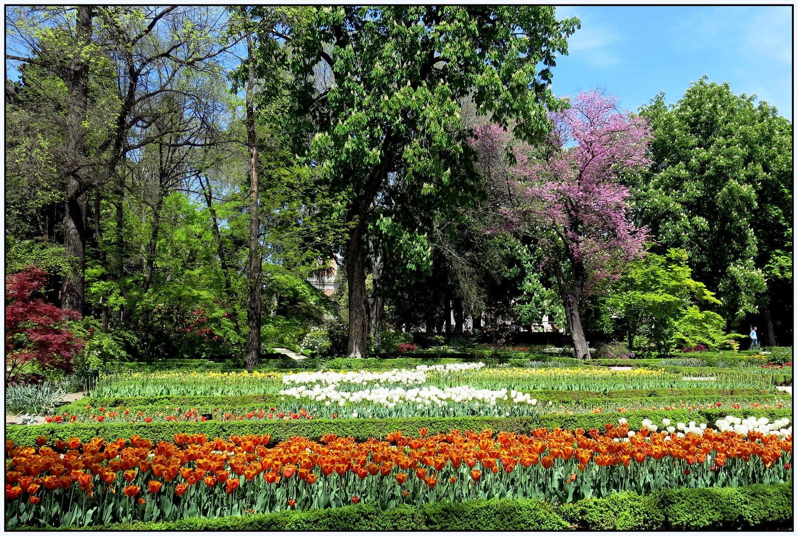 Real Jardín Botánico de Madrid