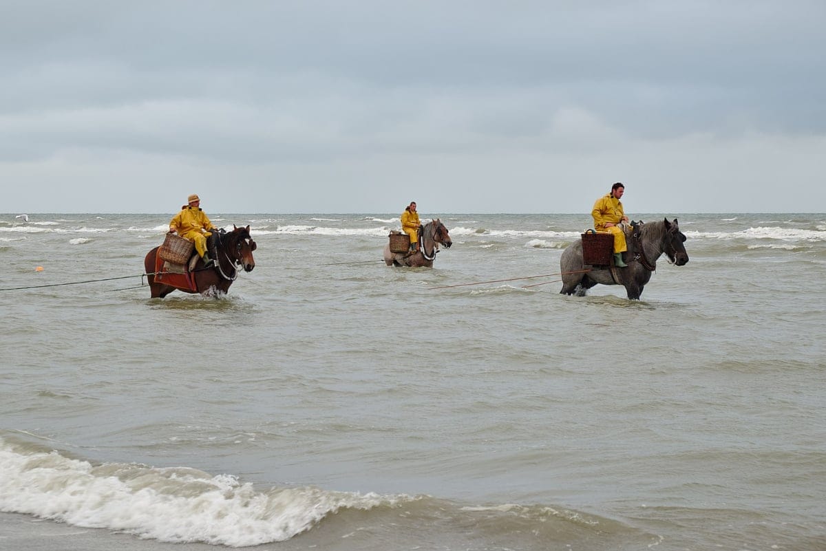 Pesca a caballo en Bélgica