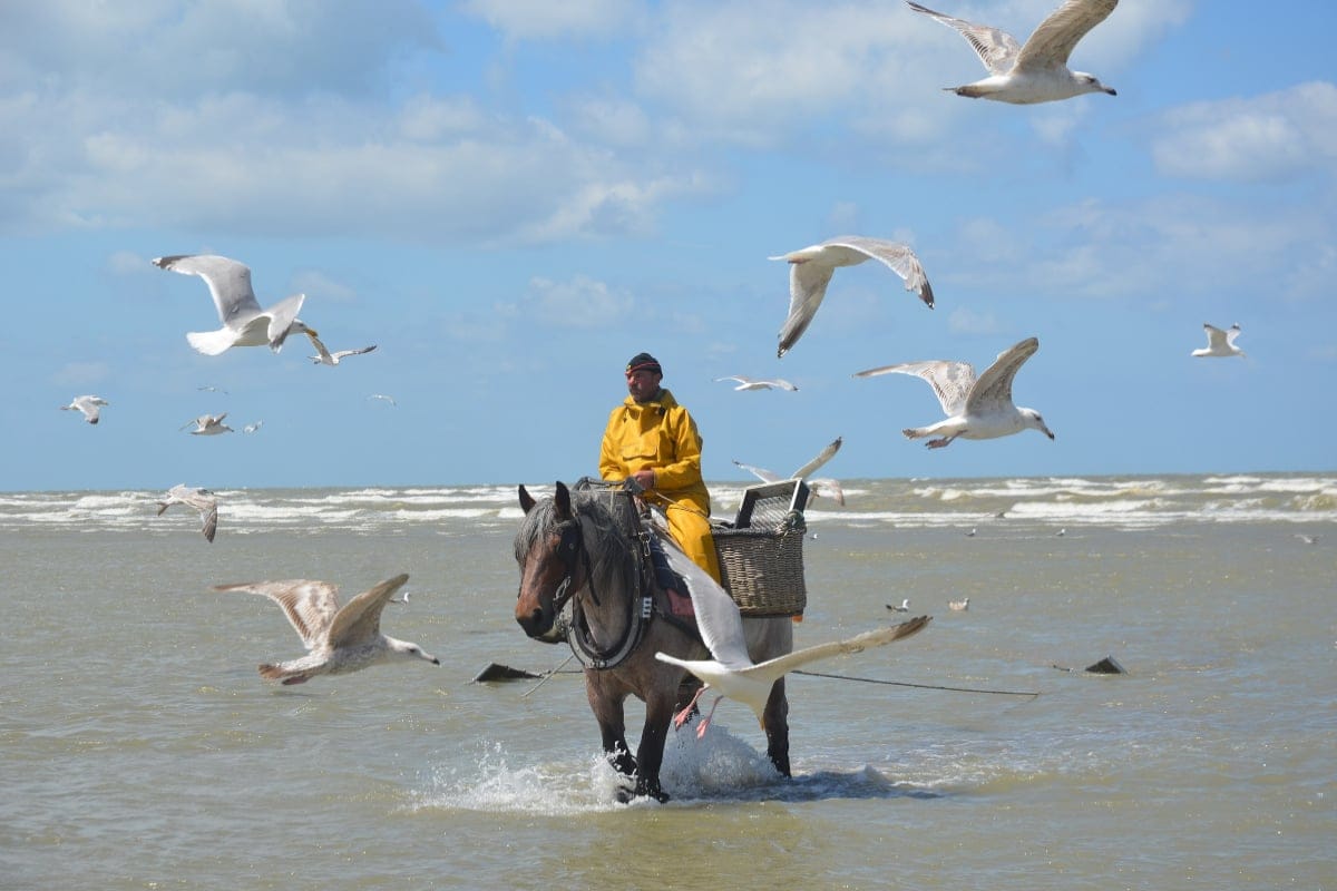 Pesca a caballo en Bélgica