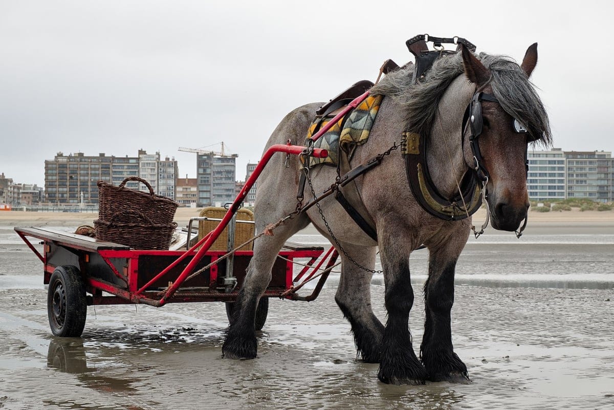 Pesca a caballo en Bélgica