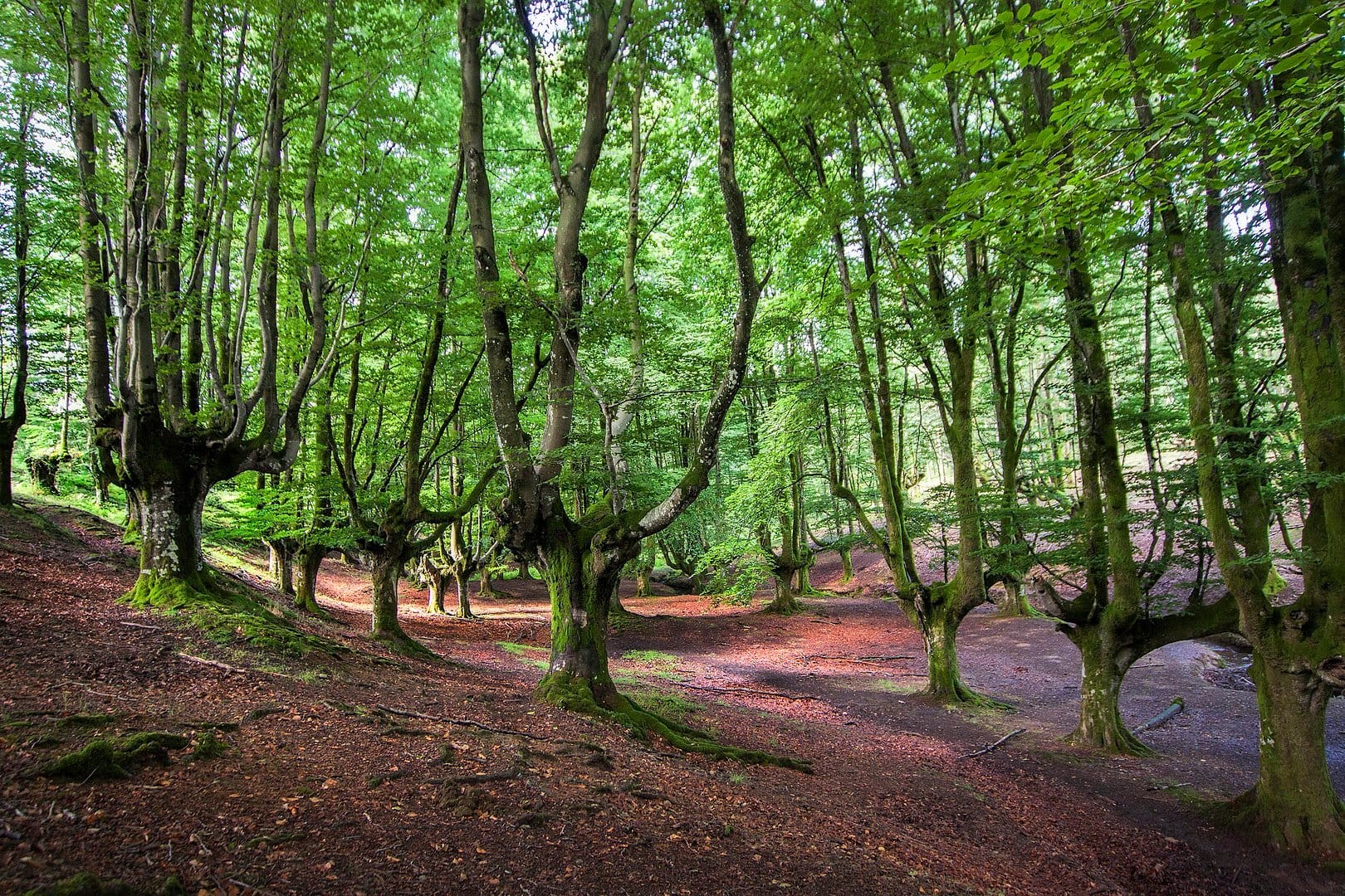 Hayedo de Otzarreta (excursiones desde Bilbao)