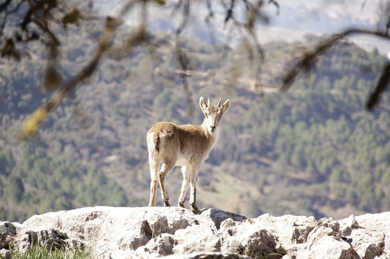 parque natural sierra de cazorla