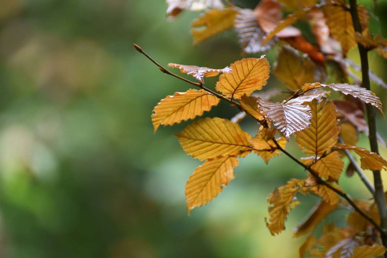 otoño