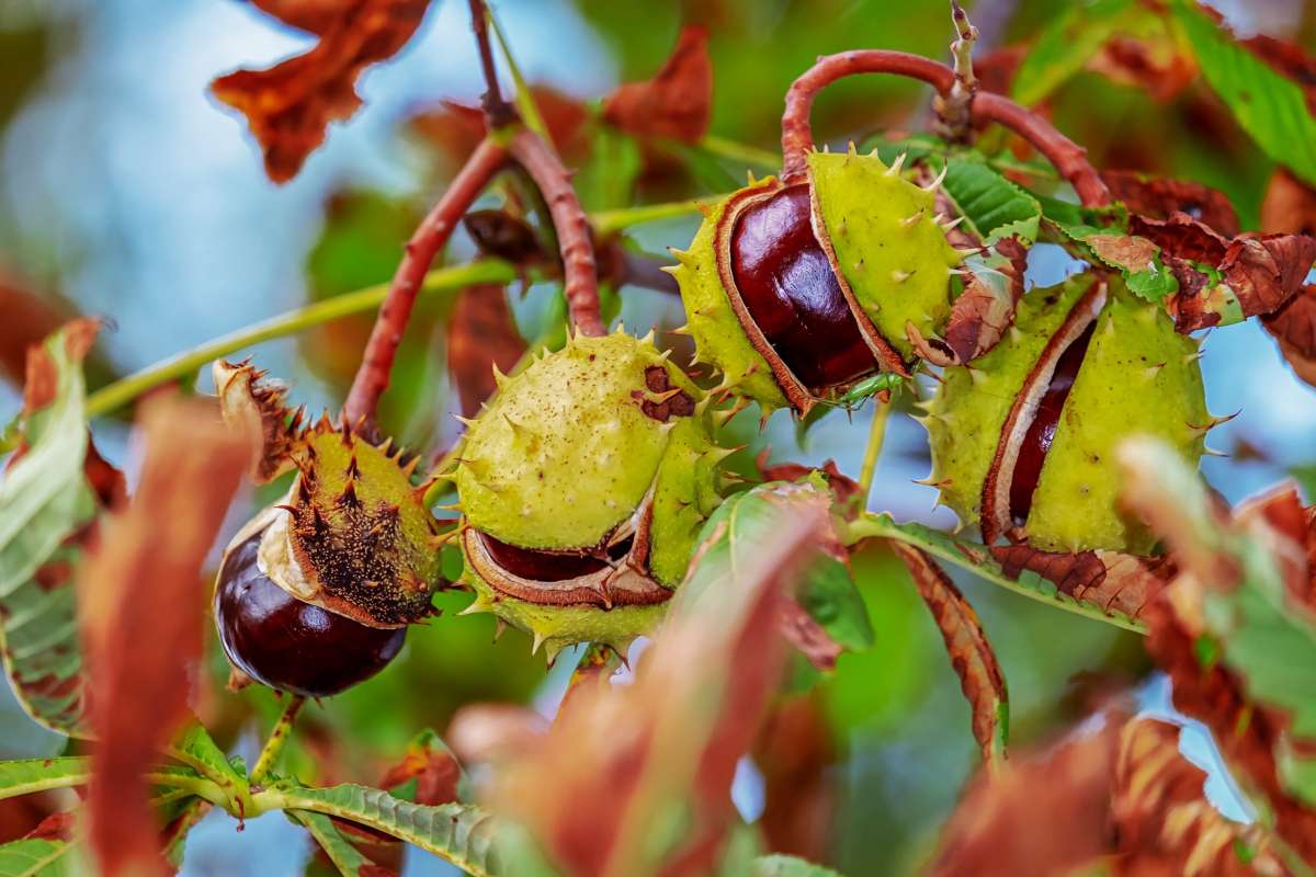 8 castañares para visitar en otoño