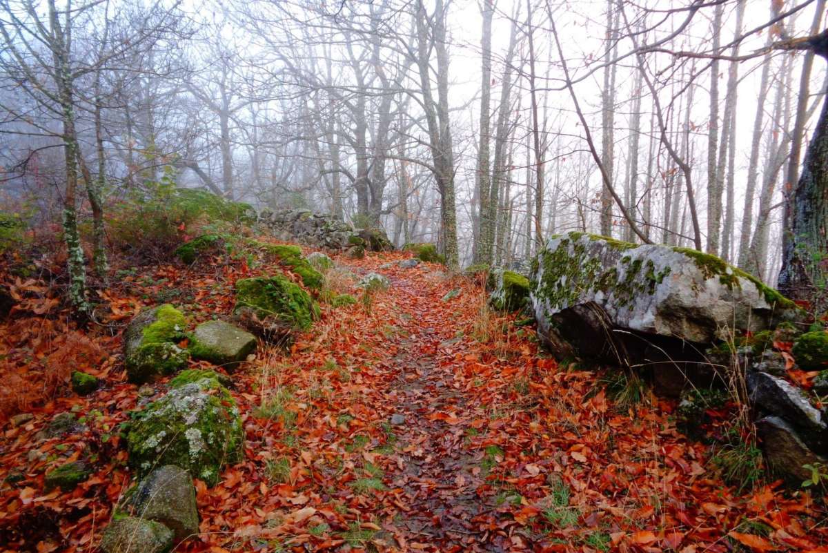 8 castañares para visitar en otoño