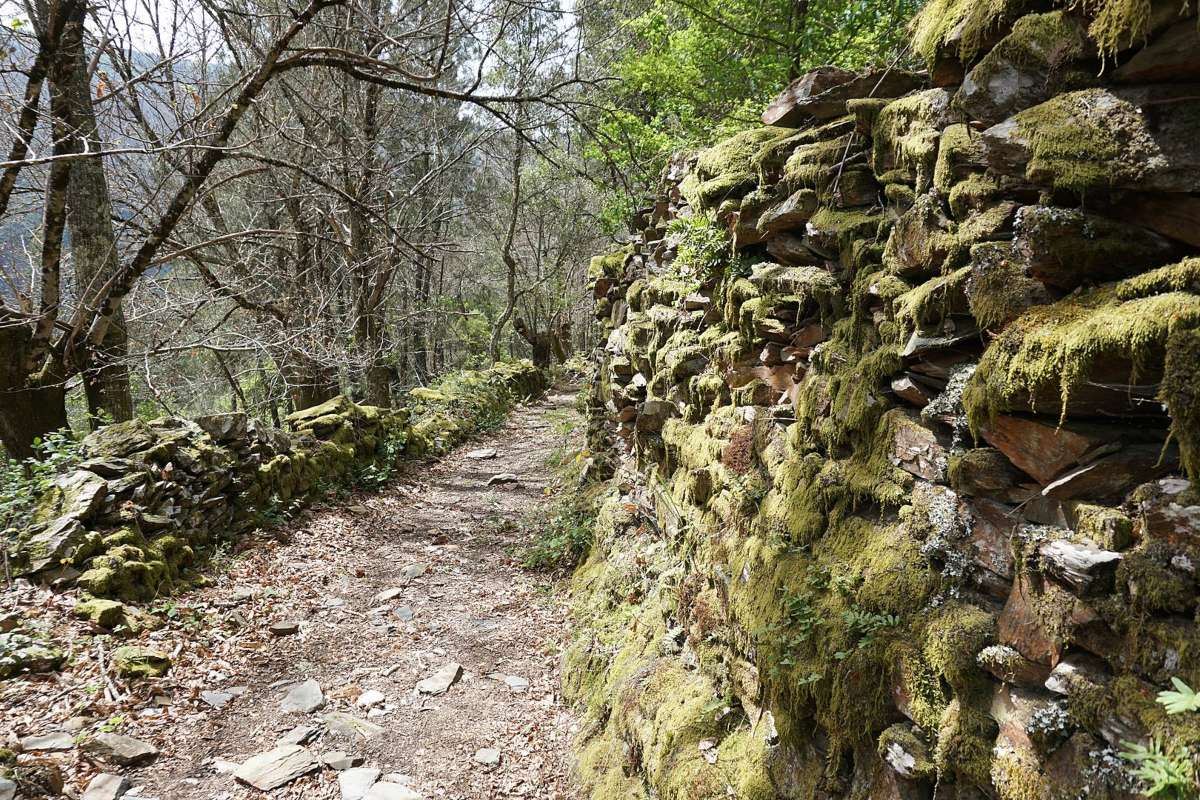 8 castañares para visitar en otoño