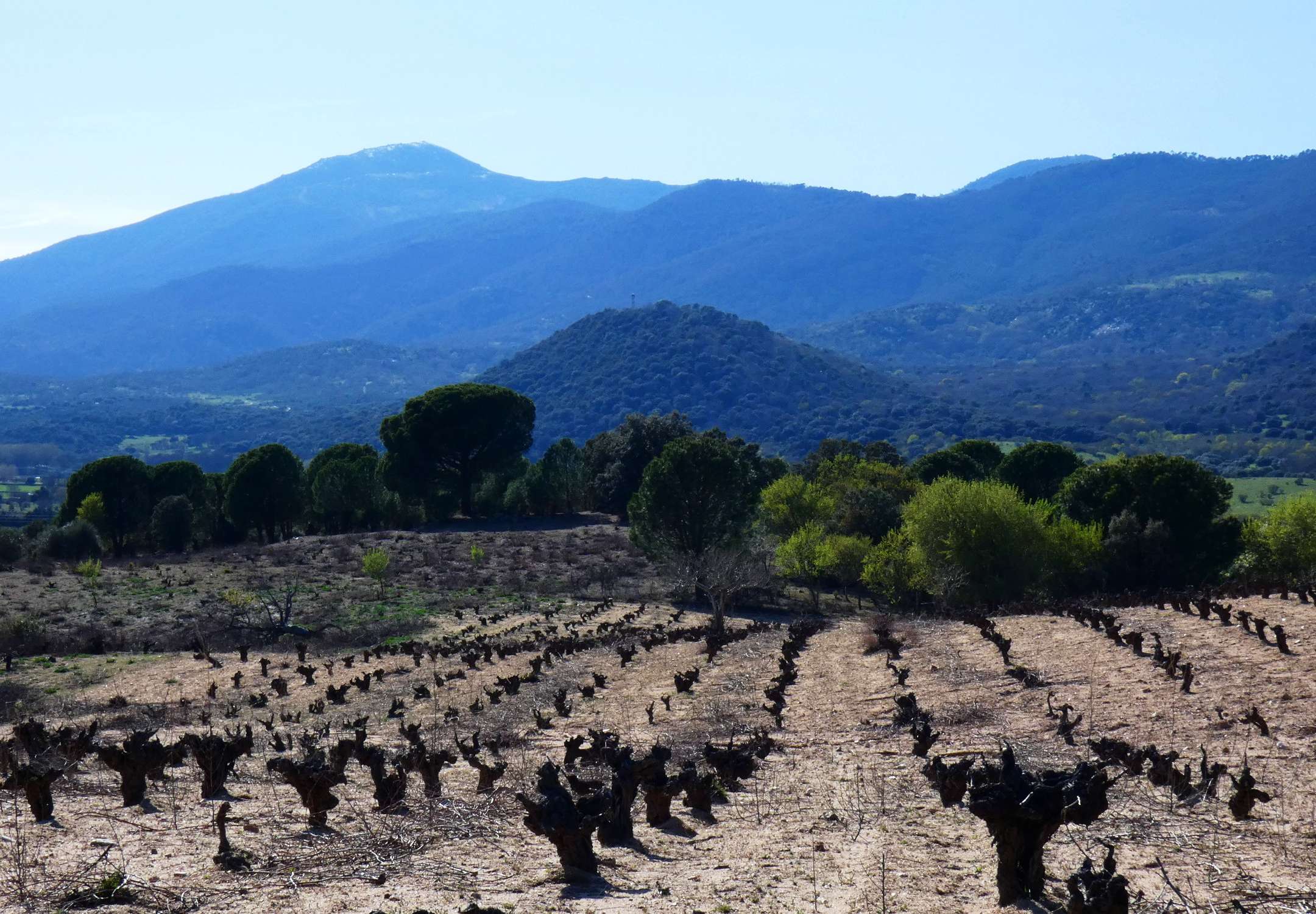 Vinos de Madrid