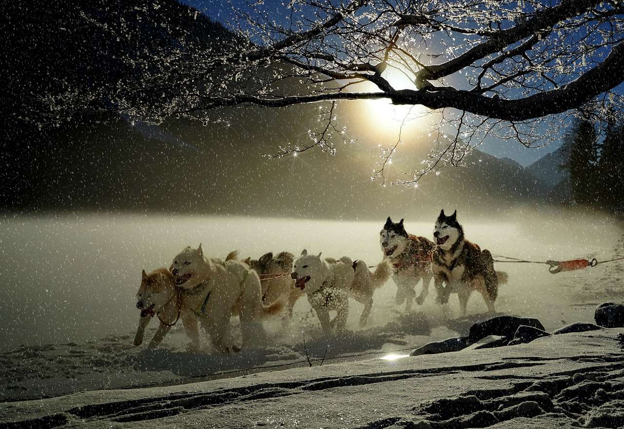 mushing