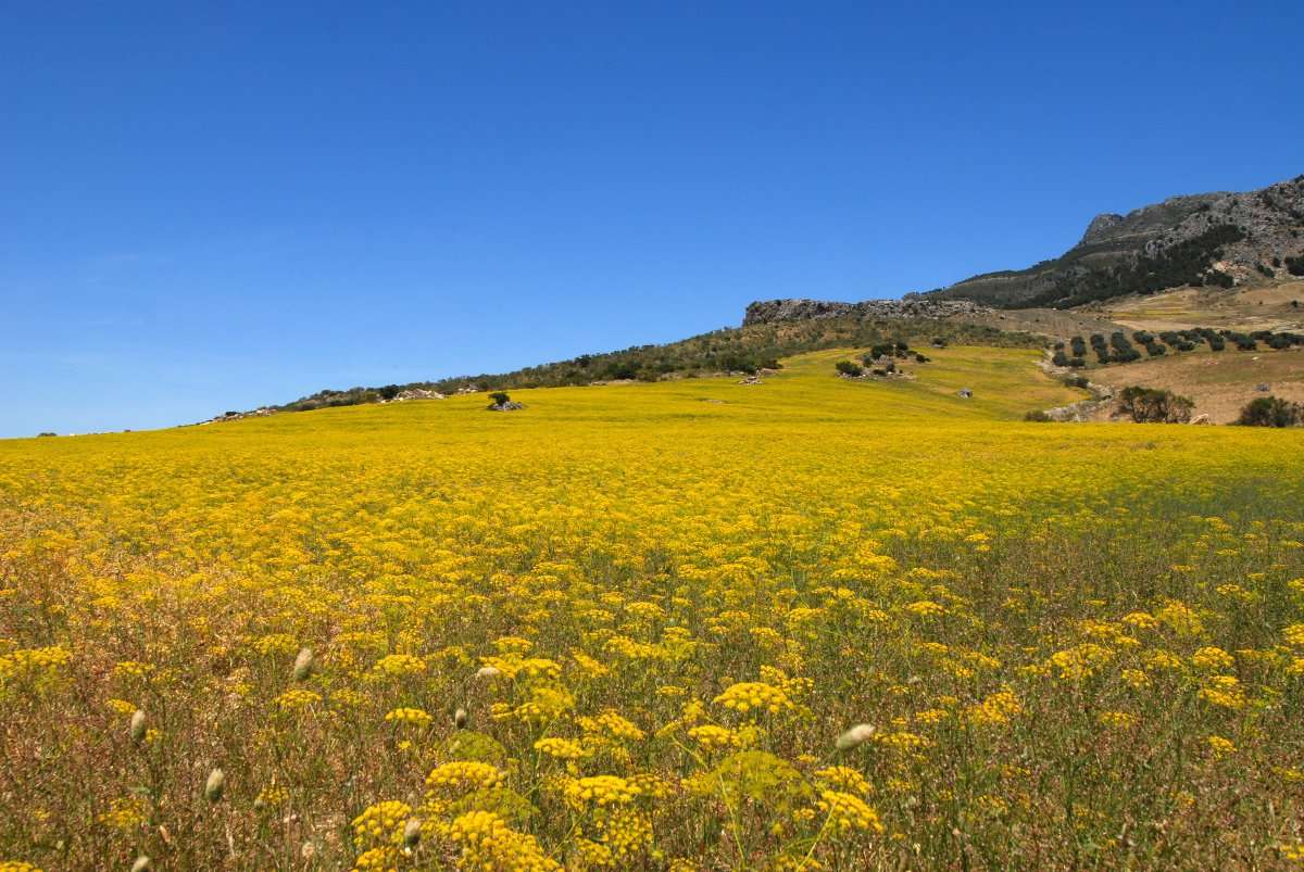 Sierra de las Nieves