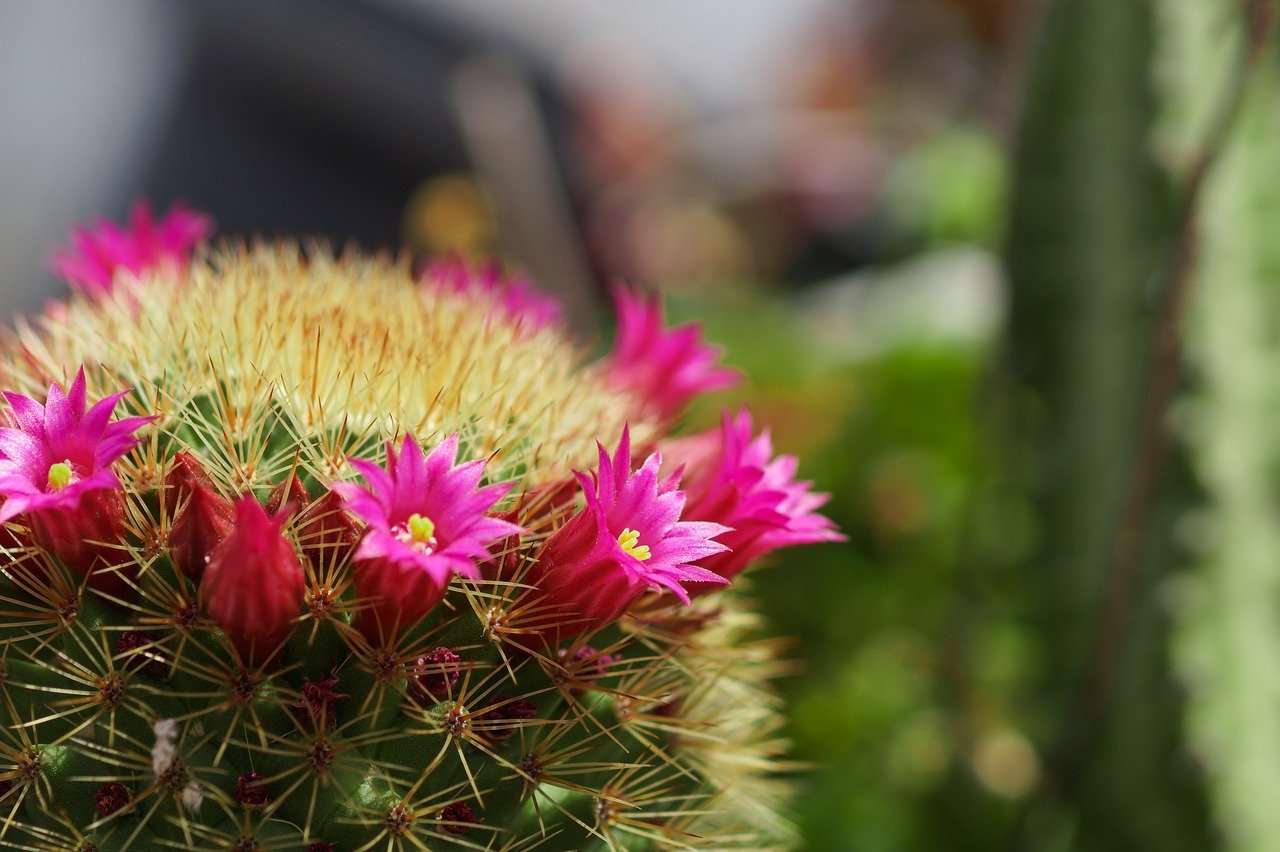 Cactus México