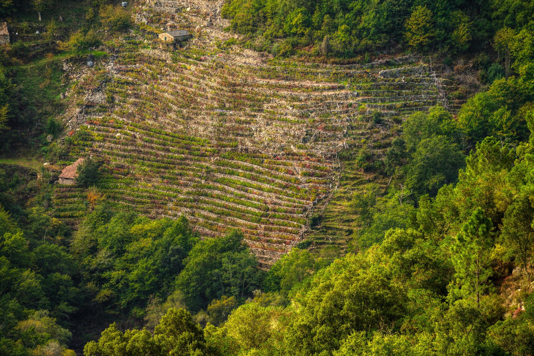 Ribeira Sacra