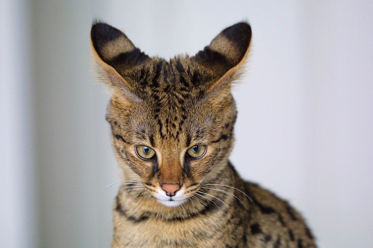 Gato Savannah (gatos curiosos)