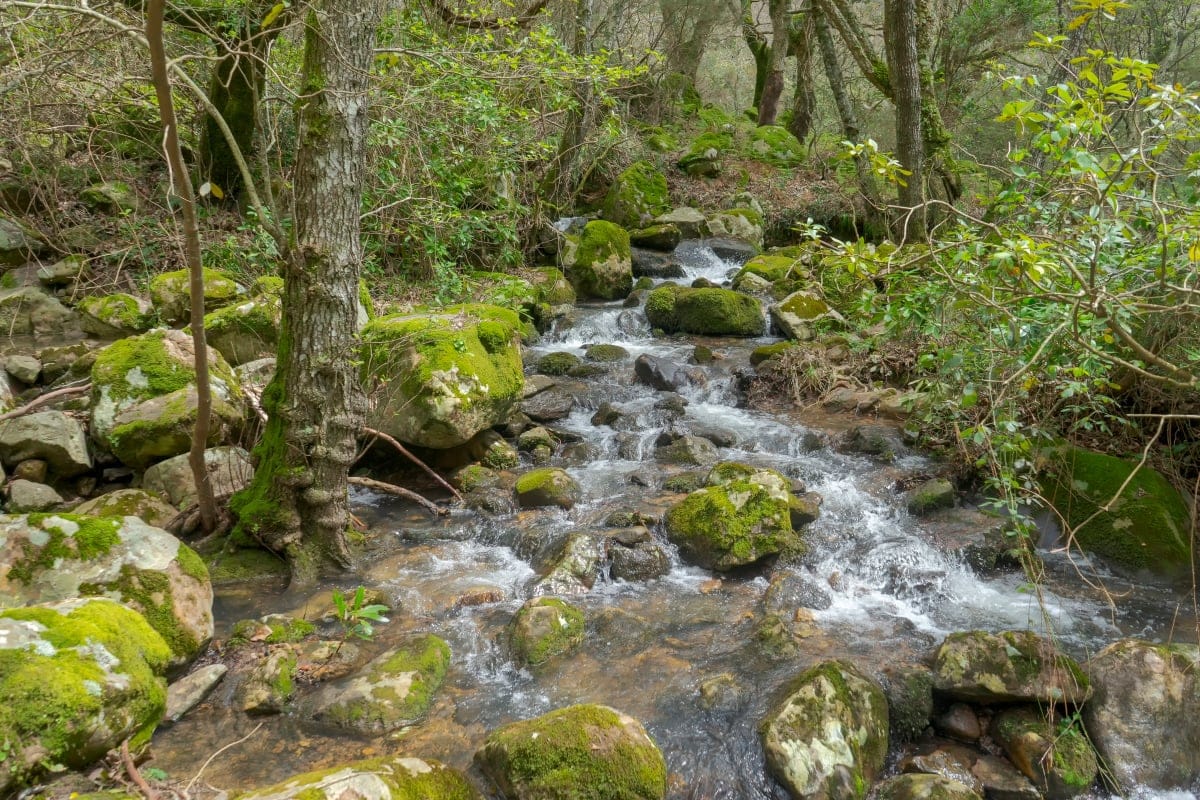 Parque Natural Los Alcornocales