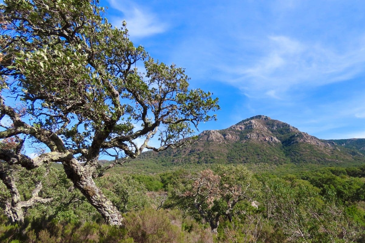 Parque Natural Los Alcornocales