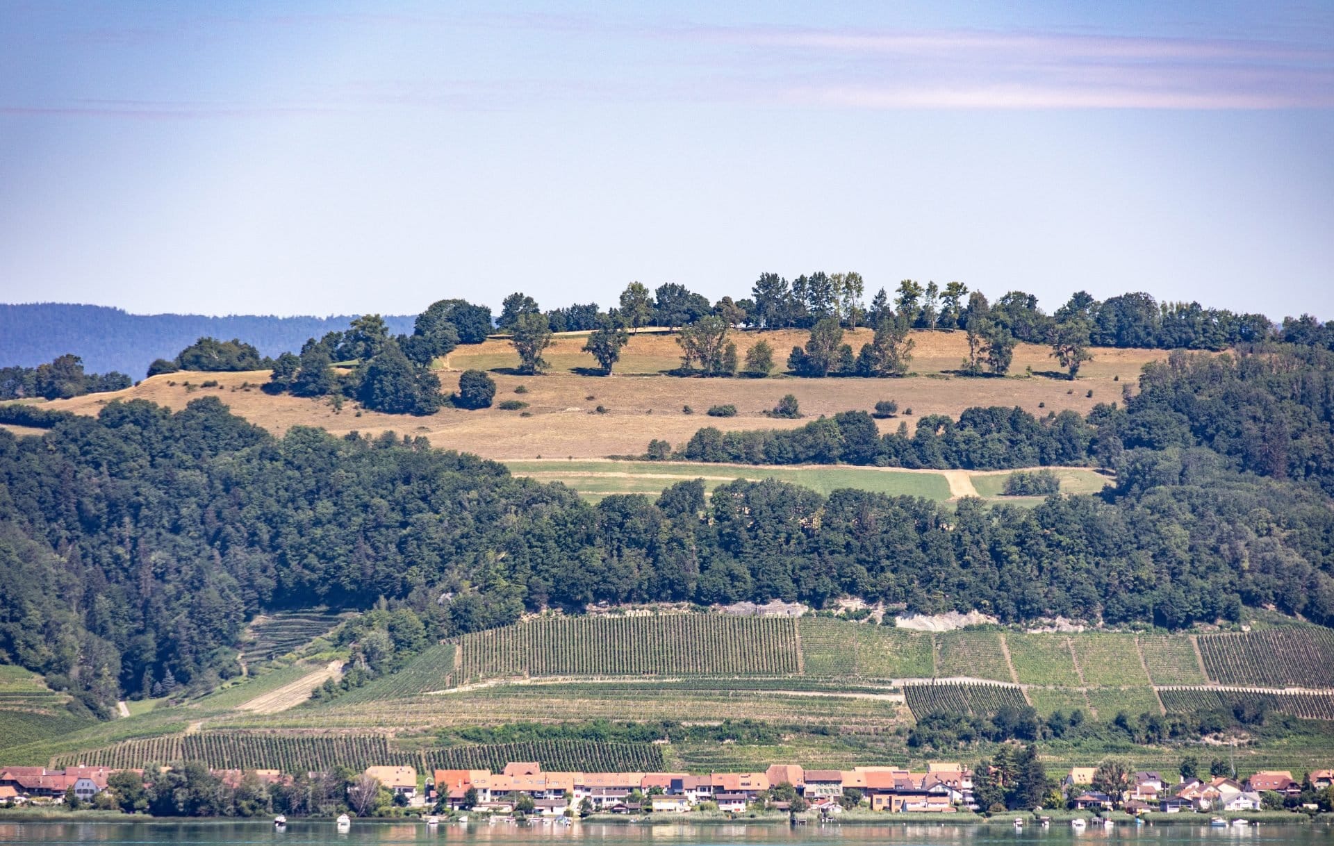 Vinos de Vully 