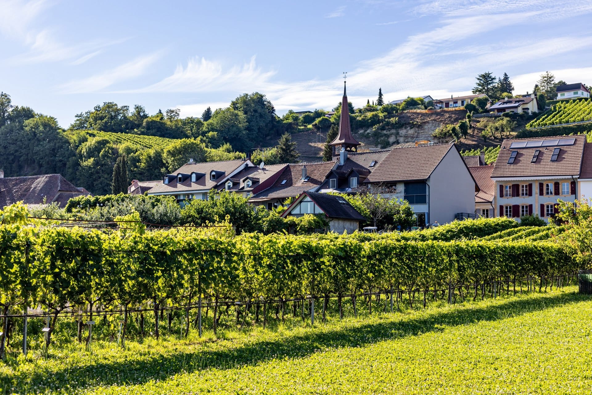 Vinos de Vully