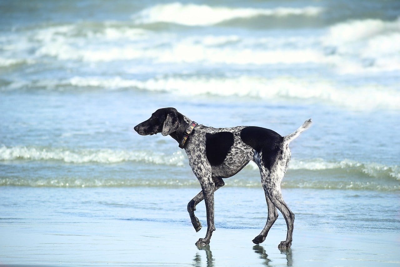 playa perros