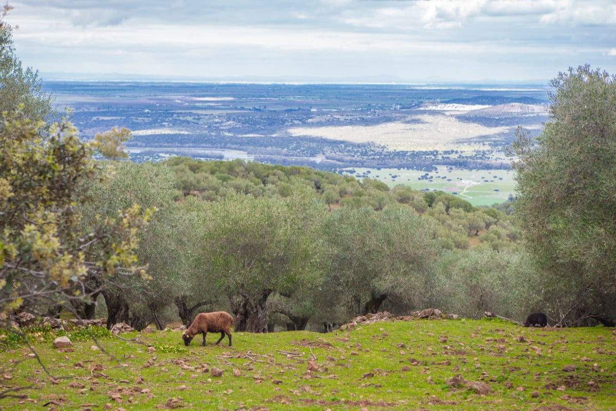 Olivenza - Fuente: Depositphotos