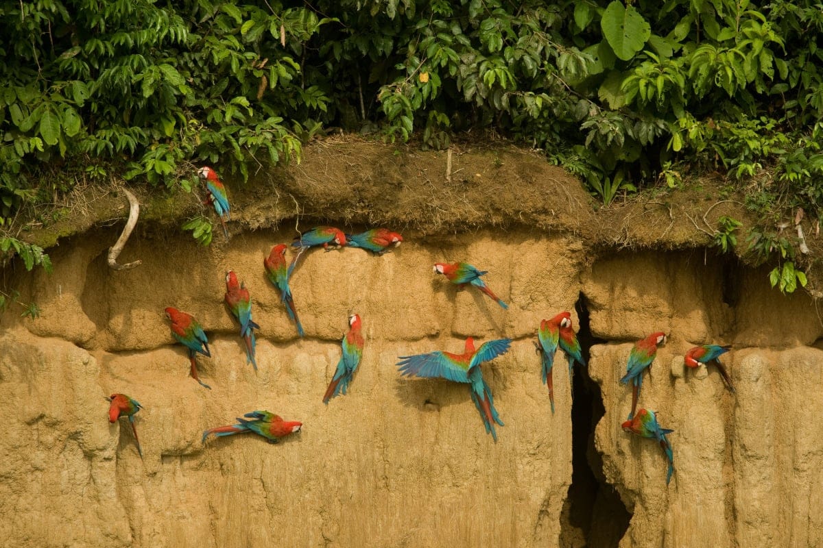 Collpa de guacamayos en el Parque Nacional del Manu.