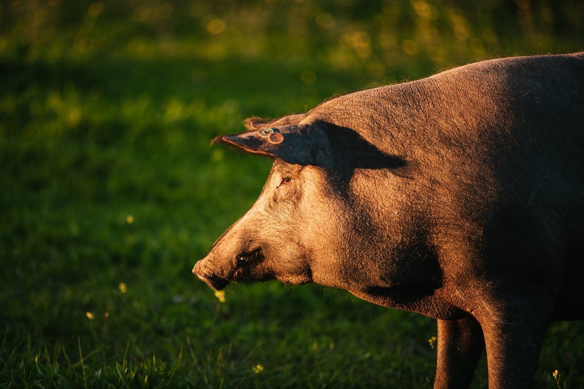 Cerdo ibérico en Los Pedroches - Fuente: Depositphotos