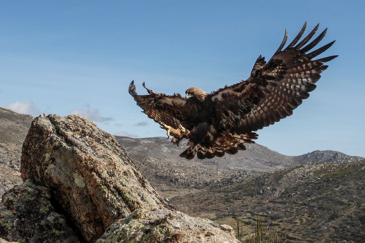 Águila real 