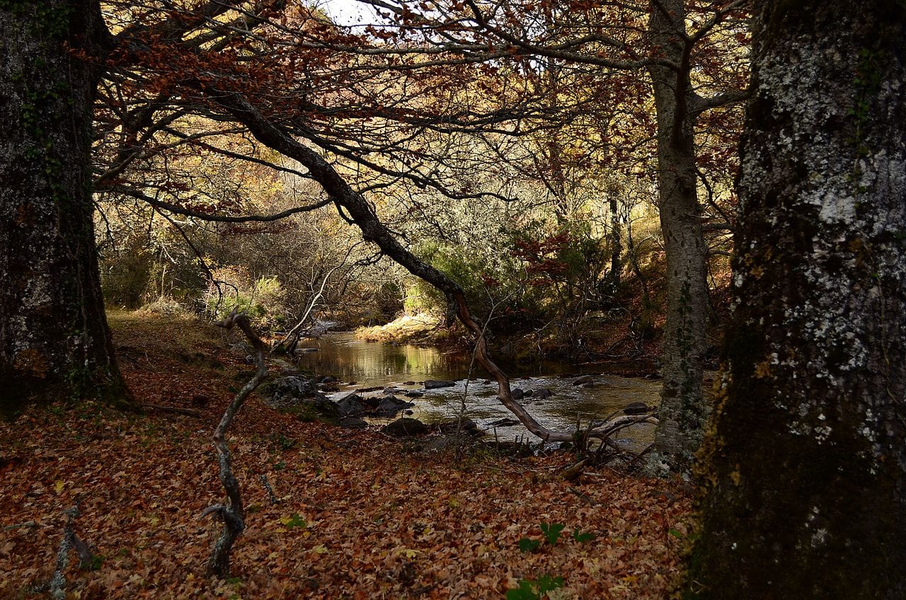 Los Bosques Más Bonitos Para Disfrutar En Otoño